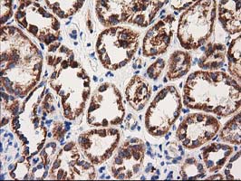 MMAA Antibody - IHC of paraffin-embedded Human Kidney tissue using anti-MMAA mouse monoclonal antibody.