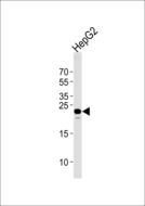 MMAB Antibody - Western blot of lysate from HepG2 cell line with antibody Antibody. Antibody was diluted at 1:1000 at each lane. A goat anti-rabbit IgG H&L (HRP) at 1:5000 dilution was used as the secondary antibody. Lysate at 35 ug.