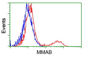 MMAB Antibody - HEK293T cells transfected with either overexpress plasmid (Red) or empty vector control plasmid (Blue) were immunostained by anti-MMAB antibody, and then analyzed by flow cytometry.