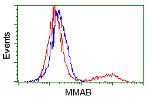 MMAB Antibody - HEK293T cells transfected with either overexpress plasmid (Red) or empty vector control plasmid (Blue) were immunostained by anti-MMAB antibody, and then analyzed by flow cytometry.