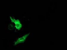MMAB Antibody - Anti-MMAB mouse monoclonal antibody immunofluorescent staining of COS7 cells transiently transfected by pCMV6-ENTRY MMAB.