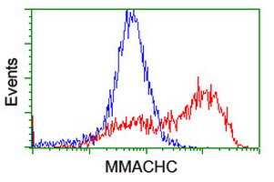 MMACHC Antibody - HEK293T cells transfected with either overexpress plasmid (Red) or empty vector control plasmid (Blue) were immunostained by anti-MMACHC antibody, and then analyzed by flow cytometry.