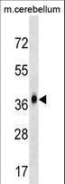 MMD2 Antibody - MMD2 Antibody western blot of mouse cerebellum tissue lysates (35 ug/lane). The MMD2 antibody detected the MMD2 protein (arrow).