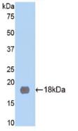 MME / CD10 Antibody - Western Blot; Sample: Recombinant NEP, Rat.
