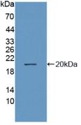 MME / CD10 Antibody - Western Blot; Sample: Recombinant NEP, Human.