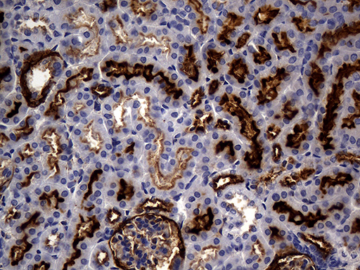 MME / CD10 Antibody - Immunohistochemical staining of paraffin-embedded mouse kidney tissue using anti-MME. (CD10) clone UMAB235 mouse monoclonal antibody. (Heat-induced epitope retrieval by 1mM EDTA in 10mM Tris buffer. (pH8.5) at 120°C for 3 min. (1:300).