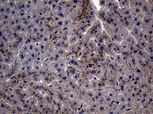 MME / CD10 Antibody - Immunohistochemical staining of paraffin-embedded mouse liver tissue using anti-MME. (CD10) mouse clone UMAB235 monoclonal antibody. (Heat-induced epitope retrieval by 1mM EDTA in 10mM Tris buffer. (pH8.5) at 120°C for 3 min. (1:300).