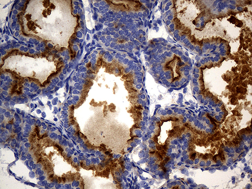 MME / CD10 Antibody - Immunohistochemical staining of paraffin-embedded mouse bladder tissue using anti-MME. (CD10) clone UMAB235 mouse monoclonal antibody. (Heat-induced epitope retrieval by 1mM EDTA in 10mM Tris buffer. (pH8.5) at 120°C for 3 min. (1:300).