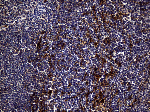 MME / CD10 Antibody - Immunohistochemical staining of paraffin-embedded mouse spleen tissue using anti-MME. (CD10) clone UMAB235 mouse monoclonal antibody. (Heat-induced epitope retrieval by 1mM EDTA in 10mM Tris buffer. (pH8.5) at 120 oC for 3 min. (1:300).