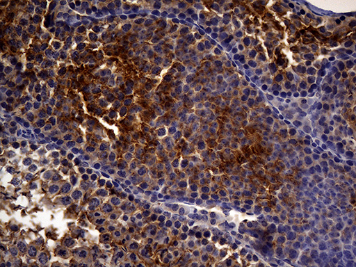 MME / CD10 Antibody - Immunohistochemical staining of paraffin-embedded mouse testicle tissue using anti-MME. (CD10) clone UMAB235 mouse monoclonal antibody. (Heat-induced epitope retrieval by 1mM EDTA in 10mM Tris buffer. (pH8.5) at 120 oC for 3 min. (1:300).