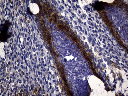 MME / CD10 Antibody - Immunohistochemical staining of paraffin-embedded mouse embryonic tissue using anti-MME. (CD10) clone UMAB235 mouse monoclonal antibody. (Heat-induced epitope retrieval by 1mM EDTA in 10mM Tris buffer. (pH8.5) at 120 oC for 3 min. (1:300).