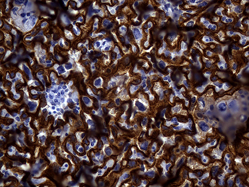 MME / CD10 Antibody - Immunohistochemical staining of paraffin-embedded mouse placenta tissue using anti-MME. (CD10) clone UMAB235 mouse monoclonal antibody. (Heat-induced epitope retrieval by 1mM EDTA in 10mM Tris buffer. (pH8.5) at 120 oC for 3 min. (1:300).