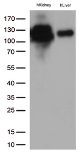 MME / CD10 Antibody - Western blot analysis of extracts. (35ug) from 2 tissues lysates by using anti-MME monoclonal antibody. (1:500)