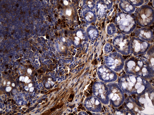 MME / CD10 Antibody - Immunohistochemical staining of paraffin-embedded mouse ascending colon tissue using anti-CD10 clone UMAB236 mouse monoclonal antibody. (Heat-induced epitope retrieval by 1mM EDTA in 10mM Tris buffer. (pH8.5) at 120°C for 3 min. (1:600).