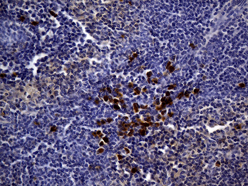 MME / CD10 Antibody - Immunohistochemical staining of paraffin-embedded mouse spleen tissue using anti-MME. (CD10) clone UMAB236 mouse monoclonal antibody. (Heat-induced epitope retrieval by 1mM EDTA in 10mM Tris buffer. (pH8.5) at 120 oC for 3 min. (1:600).