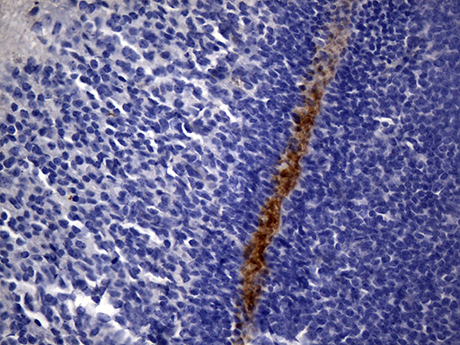MME / CD10 Antibody - Immunohistochemical staining of paraffin-embedded mouse embryon tissue using anti-MME. (CD10) clone UMAB236 mouse monoclonal antibody. (Heat-induced epitope retrieval by 1mM EDTA in 10mM Tris buffer. (pH8.5) at 120 oC for 3 min. (1:600).