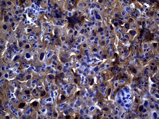 MME / CD10 Antibody - Immunohistochemical staining of paraffin-embedded mouse placenta tissue using anti-MME. (CD10) clone UMAB236 mouse monoclonal antibody. (Heat-induced epitope retrieval by 1mM EDTA in 10mM Tris buffer. (pH8.5) at 120 oC for 3 min. (1:600).