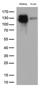 MME / CD10 Antibody - Western blot analysis of extracts. (35ug) from 2 tissues lysates by using anti-MME monoclonal antibody. (1:500)