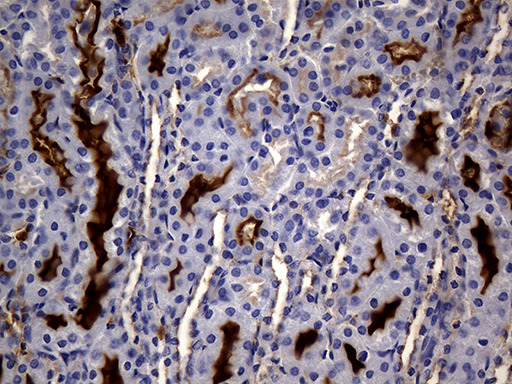 MME / CD10 Antibody - Immunohistochemical staining of paraffin-embedded mouse kidney tissue using anti-MME. (CD10) clone UMAB236 mouse monoclonal antibody. (Heat-induced epitope retrieval by 1mM EDTA in 10mM Tris buffer. (pH8.5) at 120°C for 3 min. (1:600).