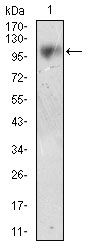 MME / CD10 Antibody - Western blot using CD10 mouse monoclonal antibody against LNCAP cell lysate.