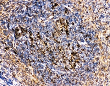 MME / CD10 Antibody - IHC-P: CD10 antibody testing of mouse spleen tissue