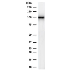 MME / CD10 Antibody - Western blot testing of human kidney lysate with CD10 antibody (clone CDLA10-1). Routinely visualized at ~100 kDa.