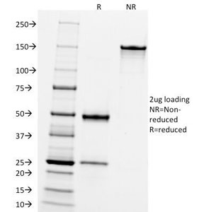 MME / CD10 Antibody - SDS-PAGE Analysis of Purified, BSA-Free CD10 Antibody (clone FR4D11). Confirmation of Integrity and Purity of the Antibody.