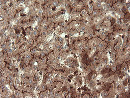 MME / CD10 Antibody - IHC of paraffin-embedded Human liver tissue using anti-MME mouse monoclonal antibody. (Heat-induced epitope retrieval by 10mM citric buffer, pH6.0, 100C for 10min).