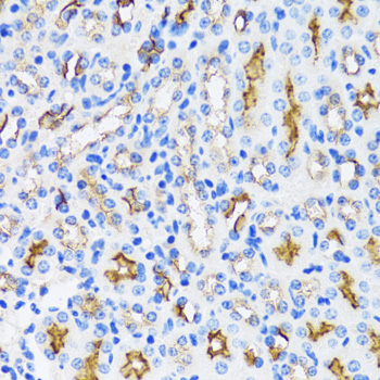 MME / CD10 Antibody - Immunohistochemistry of paraffin-embedded rat kidney tissue.