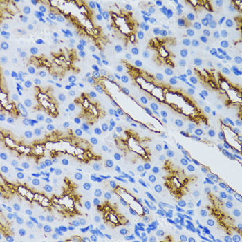 MME / CD10 Antibody - Immunohistochemistry of paraffin-embedded mouse kidney tissue.
