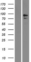 MME / CD10 Protein - Western validation with an anti-DDK antibody * L: Control HEK293 lysate R: Over-expression lysate