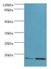 MMGT1 Antibody - Western blot. All lanes: MMGT1 antibody at 12 ug/ml. Lane 1: HeLa whole cell lysate Lane 2: 293T whole cell lysate. Secondary antibody: goat polyclonal to rabbit at 1:10000 dilution. Predicted band size: 15 kDa. Observed band size: 15 kDa.  This image was taken for the unconjugated form of this product. Other forms have not been tested.