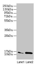 MMGT1 Antibody - Western blot All lanes: MMGT1 antibody at 12µg/ml Lane 1: Hela whole cell lysate Lane 2: 293T whole cell lysate Secondary Goat polyclonal to rabbit IgG at 1/10000 dilution Predicted band size: 15, 22 kDa Observed band size: 15 kDa