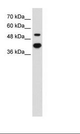 MMP1 Antibody - HT1080 Cell Lysate.  This image was taken for the unconjugated form of this product. Other forms have not been tested.