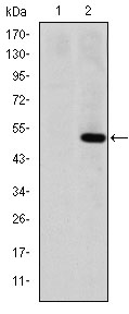 MMP1 Antibody - Western blot using MMP1 monoclonal antibody against HEK293 (1) and MMP1(AA: 24-213)-hIgGFc transfected HEK293 (2) cell lysate.