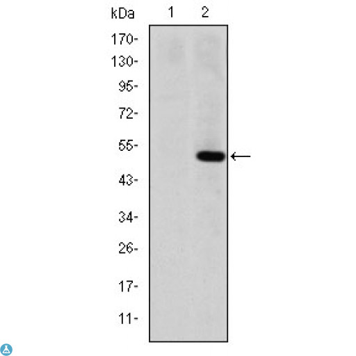 MMP1 Antibody - Western Blot (WB) analysis using MMP-1 Monoclonal Antibody against HEK293 (1) and MMP1-hIgGFc transfected HEK293 (2) cell lysate.