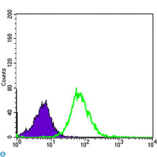 MMP1 Antibody - Flow cytometric (FCM) analysis of HeLa cells using MMP-1 Monoclonal Antibody (green) and negative control (purple).