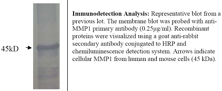 MMP1 Antibody