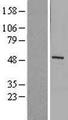 MMP1 Protein - Western validation with an anti-DDK antibody * L: Control HEK293 lysate R: Over-expression lysate