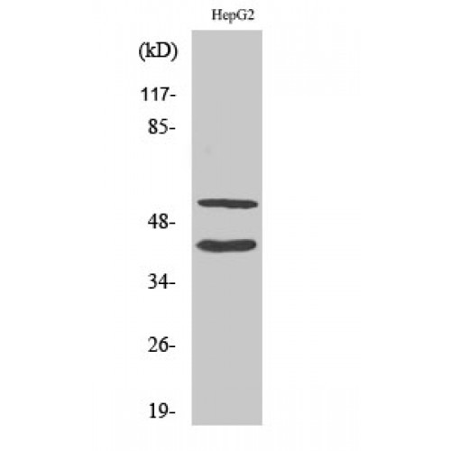 MMP10 Antibody - Western blot of Cleaved-MMP-10 (F99) antibody