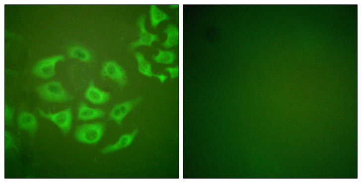 MMP10 Antibody - Immunofluorescence analysis of HepG2 cells, using MMP-10 Antibody. The picture on the right is blocked with the synthesized peptide.