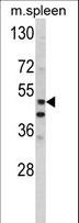 MMP10 Antibody - Western blot of hMMP10-R409 in mouse spleen tissue lysates (35 ug/lane). MMP10 (arrow) was detected using the purified antibody.