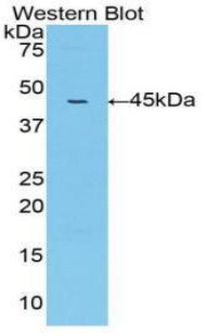 MMP10 Antibody - Western blot of recombinant MMP10 / MMP-10.  This image was taken for the unconjugated form of this product. Other forms have not been tested.