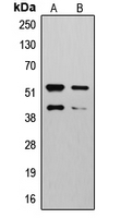 MMP10 Antibody - Western blot analysis of MMP10 expression in HepG2 (A); NIH3T3 (B) whole cell lysates.