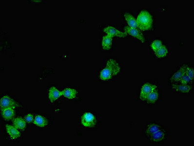 MMP10 Antibody - Immunofluorescent analysis of HepG2 cells using MMP10 Antibody at dilution of 1:100 and Alexa Fluor 488-congugated AffiniPure Goat Anti-Rabbit IgG(H+L)