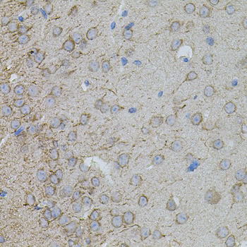 MMP10 Antibody - Immunohistochemistry of paraffin-embedded mouse brain tissue.