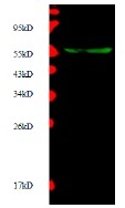 MMP10 Antibody - Immunodetection Analysis: Representative blot from a previous lot. Lane 1, recombinant protein MMP10. The membrane blot was probed with antiMMP10 primary antibody (0.2 µg/ml). Proteins were visualized using a Donkey anti-rabbit secondary antibody conjugated to IRDye 800CW detection system. Arrows indicate recombinant protein MMP10 from E.coli cell (55kDa).