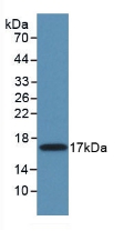 MMP11 Antibody - Western Blot; Sample: Recombinant MMP11, Mouse.