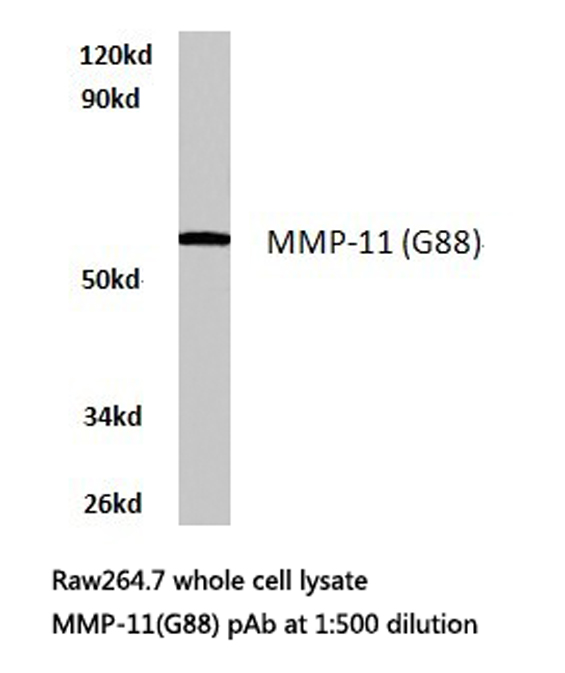 MMP11 Antibody - Western blot of MMP-11 (G88) pAb in extracts from raw264.7 cells.