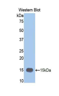 MMP12 Antibody - Western blot of recombinant MMP12 / MMP-12.  This image was taken for the unconjugated form of this product. Other forms have not been tested.